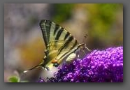 Vlinder in de tuin van L'Angelot  » Click to zoom ->