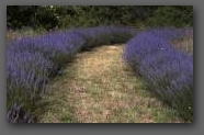 Lavendel  » Click to zoom ->