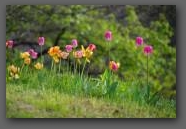 Tulpen  » Click to zoom ->