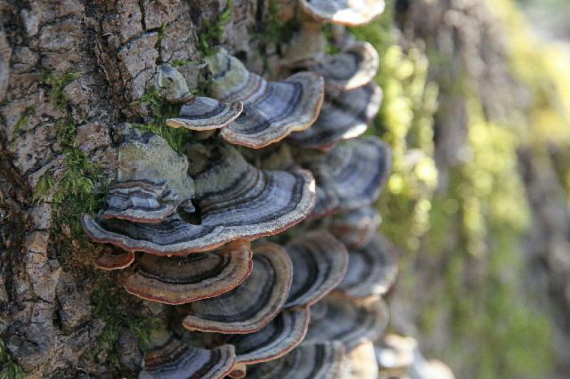 elfenbankjes bij l'angelot in de ardèche