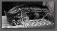 mijnheer Grijs  &raquo; Click to zoom ->