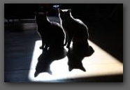 our cats  &raquo; Click to zoom ->